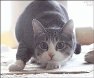 Wiggle Wiggle