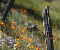 Wildflowers