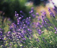 Lavender field