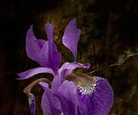 Purple flower