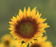 Beautiful sunflower