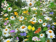 Garden of wildflowers