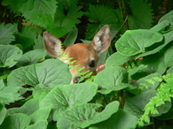 Peeking deer