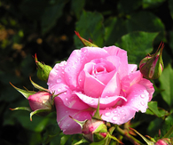 Perfect Pink Rose in Full Bloom