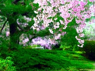Cherry Blossoms