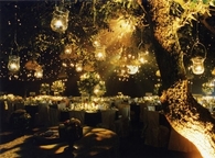 Tree of hanging lights