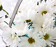 Daisies in water