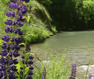 Calming stream