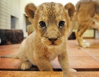Cute Baby Lion