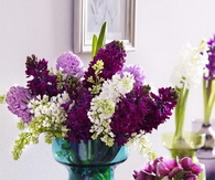 Lilacs & Hyacinths