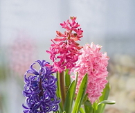 Hyacinth Bulbs