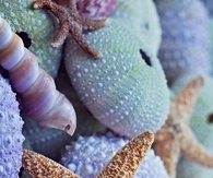 Sea shells