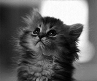 The saddest kitten ever!