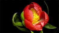 Flower Opening