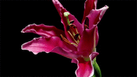 Lily Blossoming