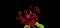 Red Rose Opening