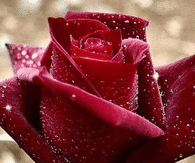 Sparkling Red Rose