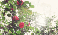 Glitter Lights on Red Roses