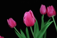 Pink Tulips Opening