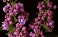 Flowers Blossom Time Lapse