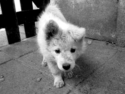 cute puppy