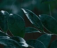 Gentle rain falling