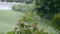 Rain on the leaves