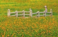 Poppy Field