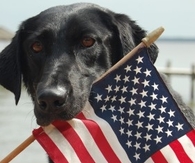 Patriotic Dog