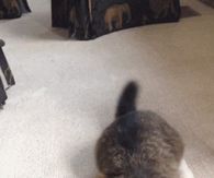 Cat Wiggle