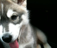 Cute Puppy