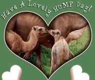 Have a Lovely Hump Day