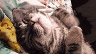 Sleeping Cat
