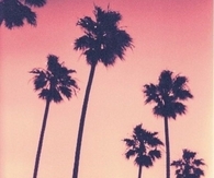 Sunset Palm Trees
