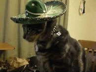 Senore Kitten