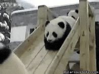 Cute Pandas Going down Slide