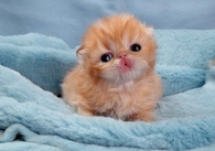 Sweet Baby Kitty