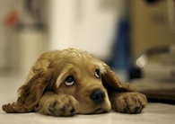 Sad Puppy Eyes