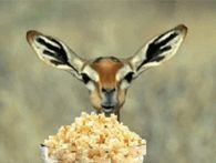 Antelope Eating Popcorn