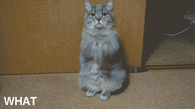 WTF Are You Doing Cat