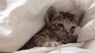Cuddly Cat
