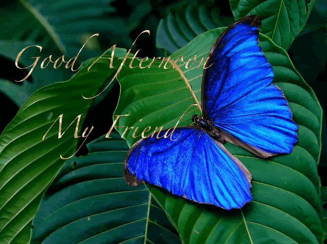 Good Afternoon