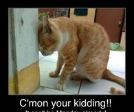 It can't be Monday already