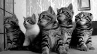 Crazy kittens