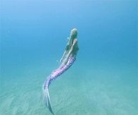 Swimming Mermaid