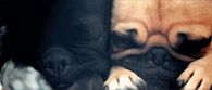 Cute blinking puppies