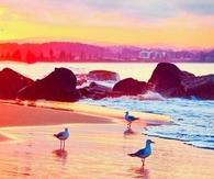 Seagulls Ocean Sunset