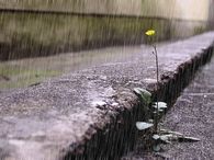 Single Flower in the Rain