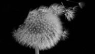 Dandelion in the wind