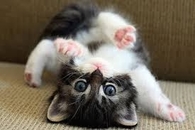 kitten love